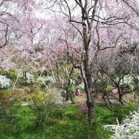 Kyoto durante la fioritura dei ciliegi: quando andare, quali luoghi visitare
