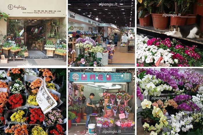 Cosa vedere a Gau Lung (九龙, Caolun, Kowloon): il mercato dei fiori di Mong Kok