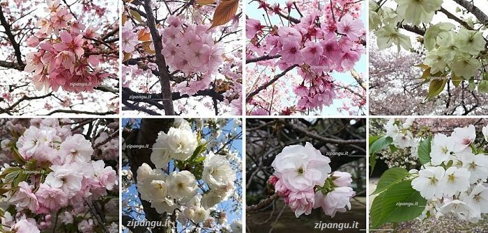 Viaggio in Giappone in primavera: la fioritura dei ciliegi di diverse varietà