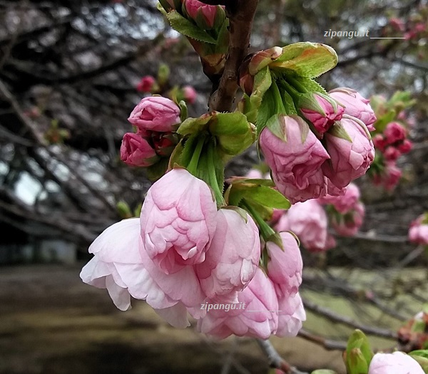 Ciliegio yaezakura a Tokyo (Giappone)