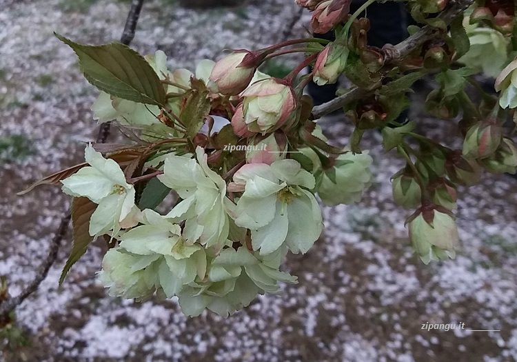 Ciliegi dalla fioritura tardiva: un ukon a Tokyo
