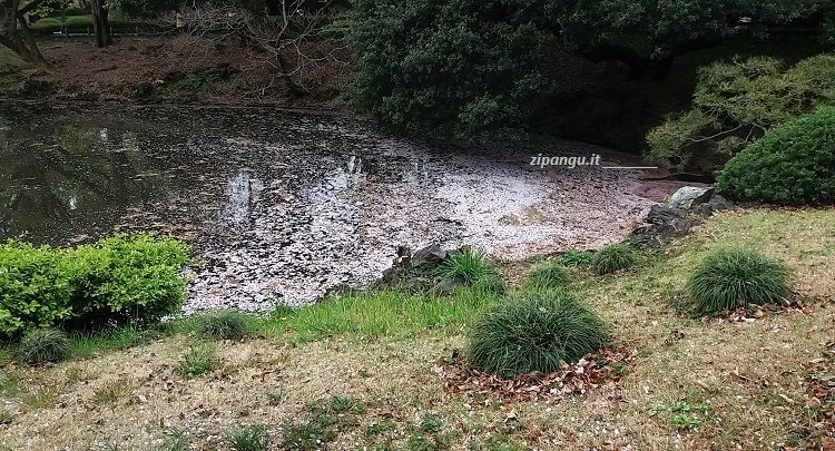 Petali di fiori di ciliegio in uno stagno a Tokyo