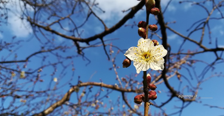Fioritura di un pruno al Kyoto-Gyoen di Kyoto
