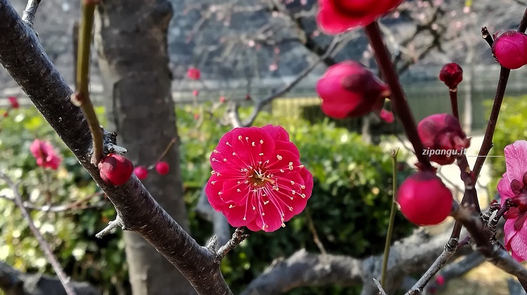 Pruno in fiore al Boschetto di Pruni del Castello di Osaka