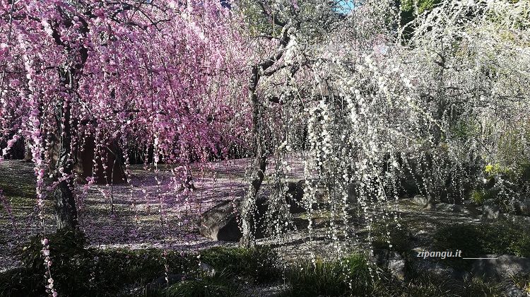 Kyoto a metà marzo