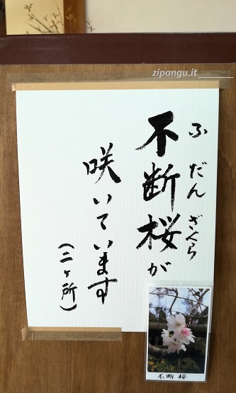 Giappone: un avviso scritto in bella grafia dà notizia della fioritura di un raro ciliegio Fudanzakura (不断桜)