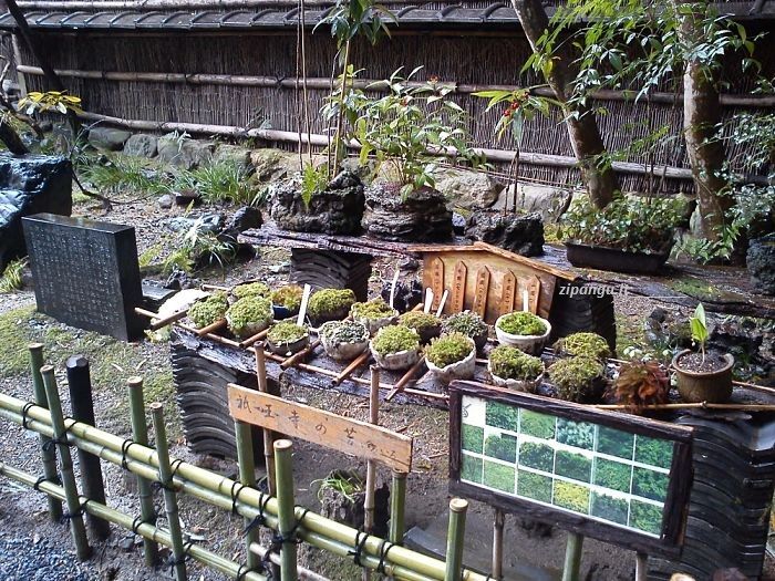 Gio-Ji (Kyoto): erbe medicinali