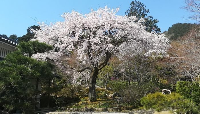 Tempio Jojakko-Ji, ciliegio, vicino al museo