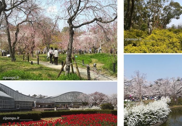 Itinerario lungo la Linea Tozai della metropolitana di Kyoto: visita ai Giardini Botanici