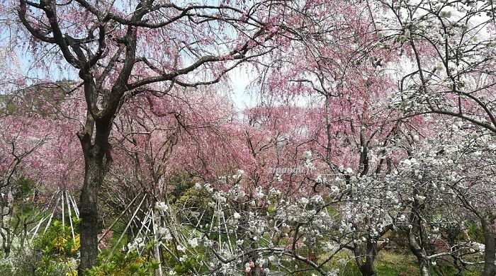 Haradani-En; i dintorni del giardino sono un buon posto dove prendere alloggio