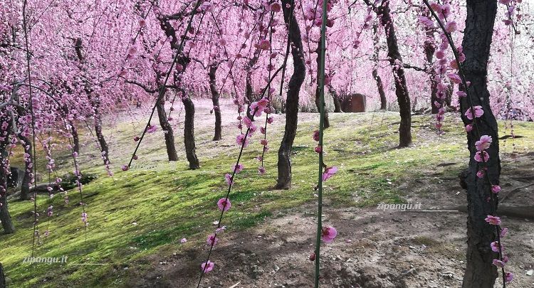 Dodici giorni in Giappone: Kyoto; visita al Jonangu