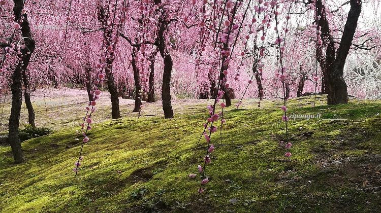 Viaggio in Giappone: visita a Kyoto; il Jonangu