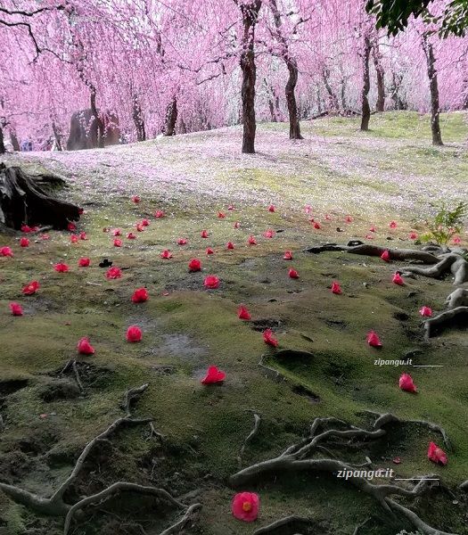 Kyoto (Giappone): pruni e camelie in fiore