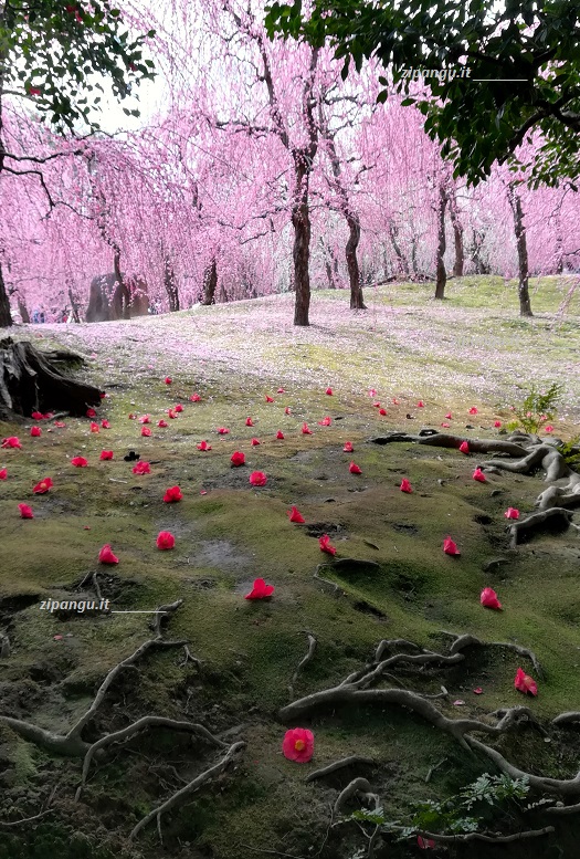 Kyoto (Giappone): pruni e camelie in fiore