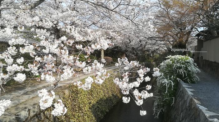 Itinerario a Kyoto in primavera: percorso lungo il Sentiero del Filosofo