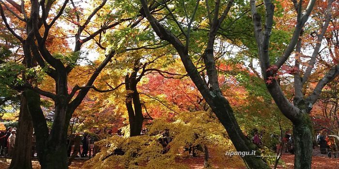 Foto Tende Colori dell'Autunno in Giappone