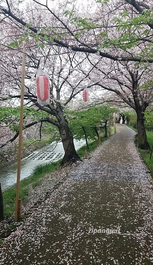 Itinerario di dieci giorni in Giappone durante la fioritura dei ciliegi: Nara; passeggiata lungo il Saho-gawa