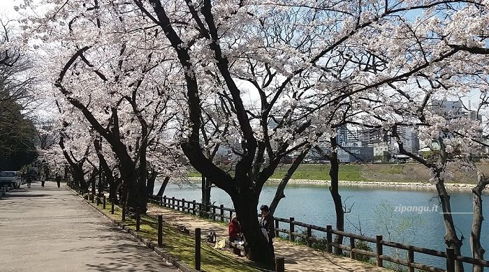 Cosa fare a Okayama: passeggiare lungo il fiume; veduta dei ciliegi