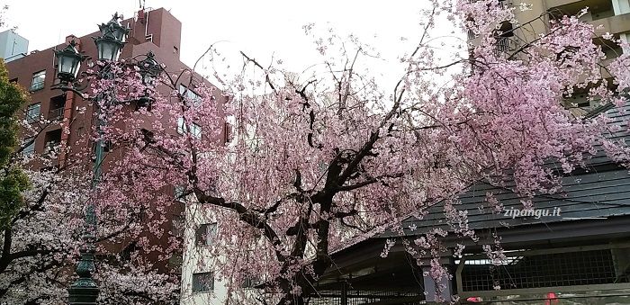 Ciliegi vicino al centro di Asakusa (Tokyo)