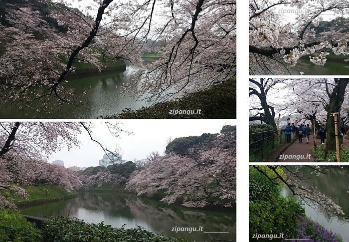 Cosa fare quando piove a Tokyo: vedere i ciliegi a Chidorigafuchi