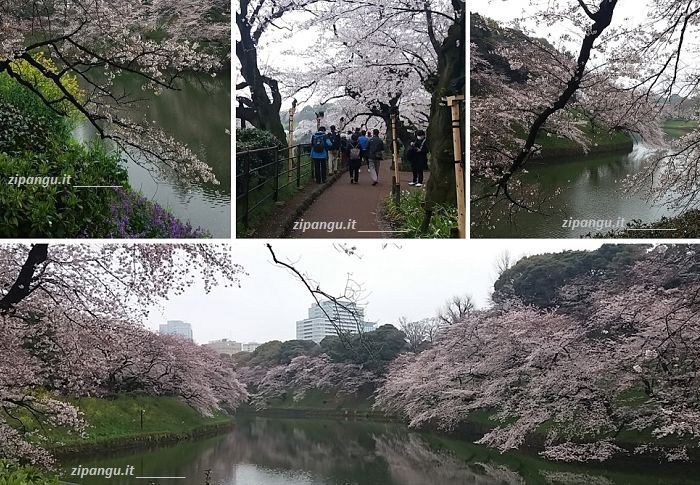 Cosa vedere a Tokyo: Chidorigafuchi, presso il Palazzo Imperiale