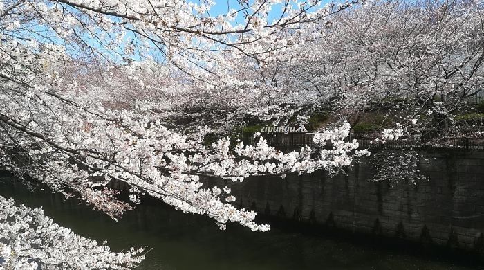 8 giardini giapponesi da visitare a Tokyo in ogni stagione - JAPAN AIRLINES  (JAL)