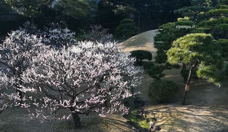 Tokyo; Giardini Kyu-Shiba-Rikyu. Un albero fiorito in inverno