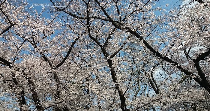 Alloggiare a Ueno; dove cercare l'albergo: nei dintorni del Parco di Ueno