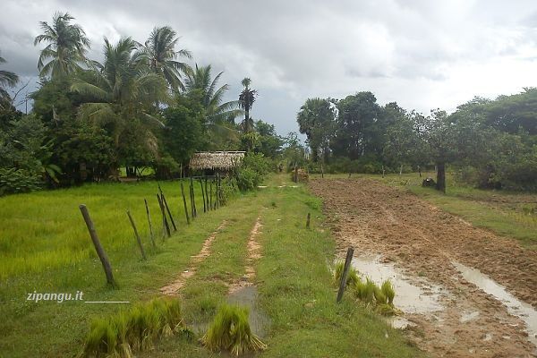 Cambogia, dintorni di Angkor: la campagna
