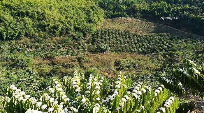 Cosa vedere nella Provincia del Dak Lak: una piantagione di caffè