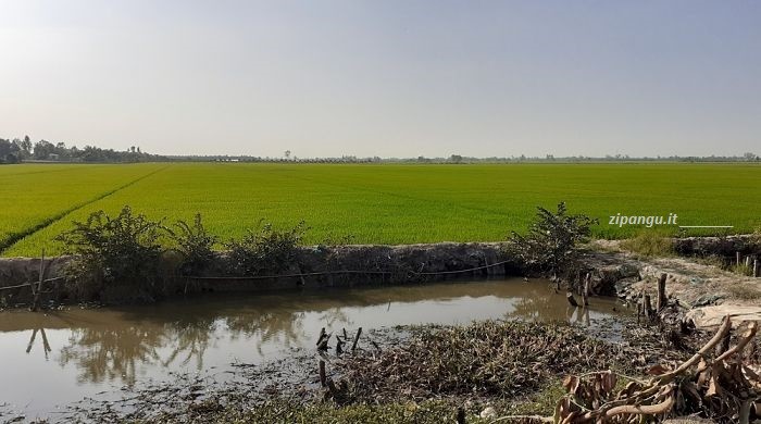 Risaia nella Provincia di Dong Thap