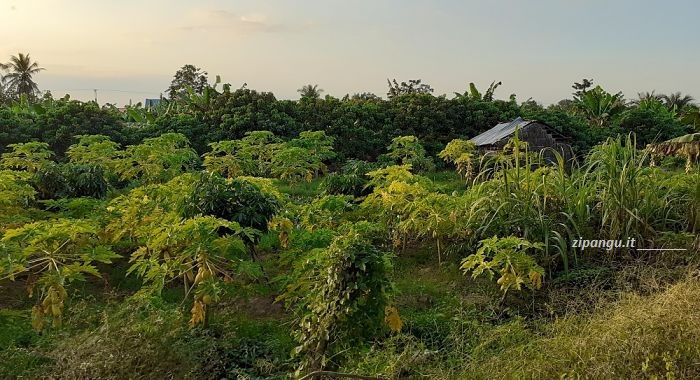 Frutteto nel Delta del Mekong: papaia