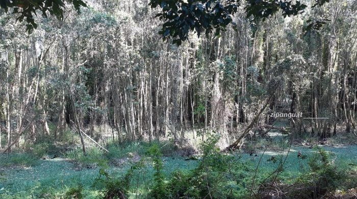 Una foresta nella Provincia di Dong Thap, vicino a Go Thap