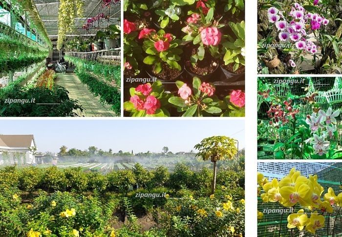Viaggio in Vietnam a dicembre: visita a Sa Dec