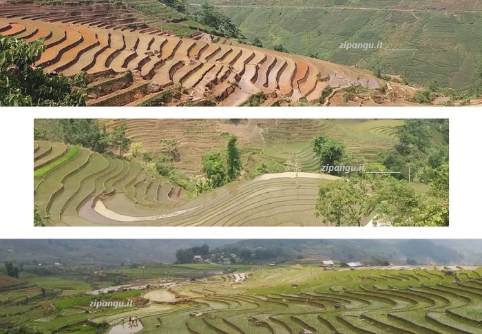 Nord del Vietnam; cosa vedere: le risaie nei dintorni di Sa Pa