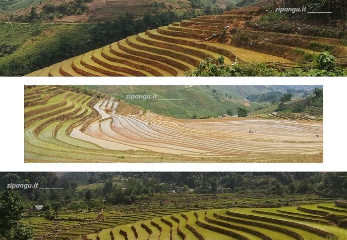 Perché visitare il Vietnam: la bellezza delle risaie