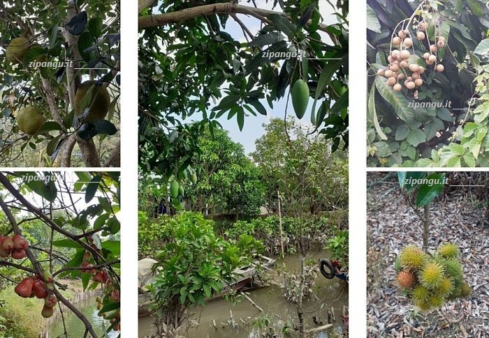 Itinerario nel Delta del Mekong: visita all'Isola di An Binh